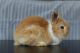 Holland Lop Rabbits for sale in Knoxville, TN, USA. price: NA