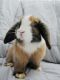 Holland Lop Rabbits for sale in Goodyear, AZ 85338, USA. price: NA