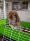 Holland Lop Rabbits for sale in Pomona, CA, USA. price: NA