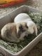Holland Lop Rabbits for sale in Frisco, TX, USA. price: NA