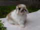 Holland Lop Rabbits for sale in Blanch, NC 27212, USA. price: NA