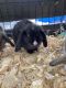 Holland Lop Rabbits for sale in Enoree, SC 29335, USA. price: NA