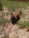 Holland Lop Rabbits for sale in Colorado Springs, CO, USA. price: $150