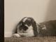 Holland Lop Rabbits for sale in Fitchburg, WI, USA. price: $40