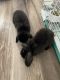 Holland Lop Rabbits for sale in Snellville, GA, USA. price: NA