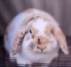 Holland Lop Rabbits for sale in Palmer, TX, USA. price: NA