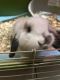 Holland Lop Rabbits for sale in Garfield Ridge, Chicago, IL, USA. price: NA