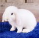 Holland Lop Rabbits for sale in Charleston, SC, USA. price: $100