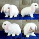 Holland Lop Rabbits for sale in Charleston, SC, USA. price: $125