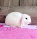 Holland Lop Rabbits for sale in Charleston, SC, USA. price: $125