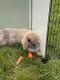 Holland Lop Rabbits for sale in North Ridgeville, OH, USA. price: NA