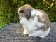 Holland Lop Rabbits for sale in Woodinville, WA, USA. price: $100