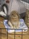 Holland Lop Rabbits for sale in 11290 NW 35th Ct, Coral Springs, FL 33065, USA. price: NA