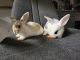 Holland Lop Rabbits for sale in Mohnton, PA 19540, USA. price: $25