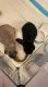 Holland Lop Rabbits for sale in Mesa, AZ, USA. price: $250