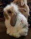 Holland Lop Rabbits for sale in San Antonio, TX, USA. price: NA