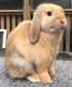 Holland Lop Rabbits for sale in West Hartford, CT, USA. price: NA