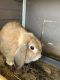 Holland Lop Rabbits for sale in Whittier, CA, USA. price: $80