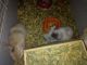 Holland Lop Rabbits for sale in 2nd Ave S, St. Petersburg, FL, USA. price: NA