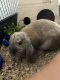 Holland Lop Rabbits for sale in Philadelphia, PA 19149, USA. price: $90