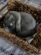 Holland Lop Rabbits for sale in Pinole, CA, USA. price: $200