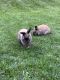Holland Lop Rabbits for sale in Victor, NY 14564, USA. price: $250