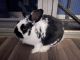 Holland Lop Rabbits for sale in Federal Way, WA, USA. price: $30