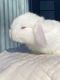 Holland Lop Rabbits for sale in Rochester, NY, USA. price: NA