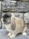 Holland Lop Rabbits for sale in Clear Spring, MD 21722, USA. price: $100