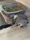 Holland Lop Rabbits for sale in Winter Garden, FL 34787, USA. price: $75