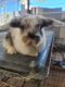 Holland Lop Rabbits for sale in Fontana, CA, USA. price: NA