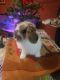Holland Lop Rabbits for sale in Franklin, NC 28734, USA. price: $75