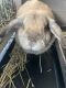 Holland Lop Rabbits for sale in Whittier, CA, USA. price: $75