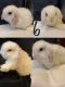 Holland Lop Rabbits for sale in W9347 County Rd Z, Arkansaw, WI 54721, USA. price: $100