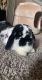 Holland Lop Rabbits for sale in Watauga, TX 76148, USA. price: NA