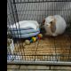 Holland Lop Rabbits for sale in Boynton Beach, FL 33426, USA. price: $80