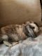 Holland Lop Rabbits for sale in Allen, TX, USA. price: $300