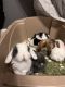 Holland Lop Rabbits for sale in High Point, NC 27265, USA. price: $160