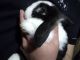 Holland Lop Rabbits for sale in Greer, SC, USA. price: NA