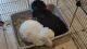 Holland Lop Rabbits for sale in Montgomery County, MD, USA. price: $50