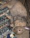 Holland Lop Rabbits for sale in San Diego, CA, USA. price: $50