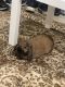 Holland Lop Rabbits for sale in Hicksville, NY, USA. price: $350