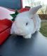 Holland Lop Rabbits for sale in 8980 Deerwood Rd, City of the Village of Clarkston, MI 48348, USA. price: $50