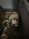 Holland Lop Rabbits for sale in Salisbury, NC 28147, USA. price: NA