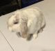 Holland Lop Rabbits for sale in Allen, TX, USA. price: NA