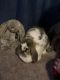 Holland Lop Rabbits for sale in St Francis, MN, USA. price: NA