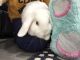 Holland Lop Rabbits for sale in Lake Hopatcong, NJ 07849, USA. price: $50