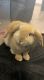 Holland Lop Rabbits for sale in 21680 Violet Periwinkle Dr, Land O' Lakes, FL 34637, USA. price: NA