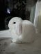 Holland Lop Rabbits for sale in Frisco, TX, USA. price: NA