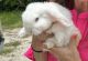 Holland Lop Rabbits for sale in Spring, TX 77373, USA. price: $50